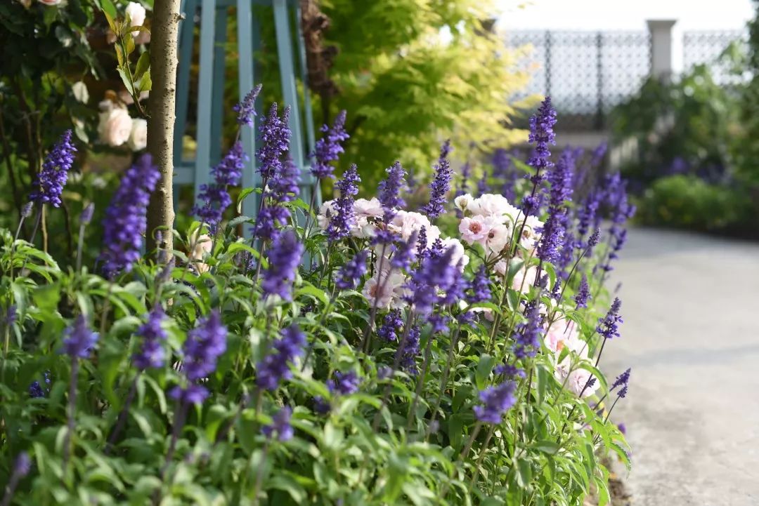 78岁爷爷改造荒废院子，为孙女建起一座花园-17