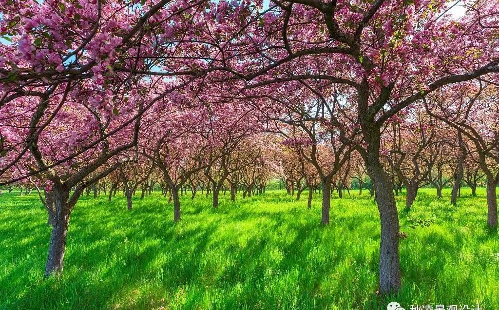 园林文化——寓意解析 | 四君子、花王与雪中四友-143