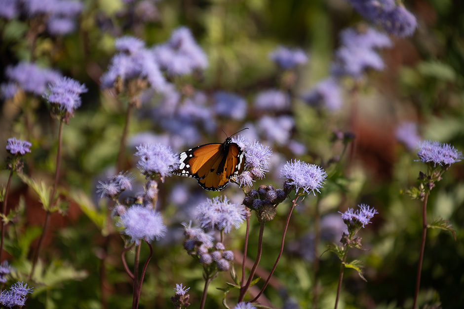 上海天辰生命科技城花香花园丨中国上海丨L&A设计集团上海分公司花香仙境团队及第三项目团队-25