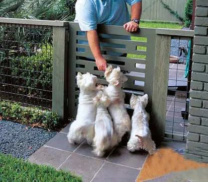 庭院宠物之家 | 打造宠物宜居的户外空间-17