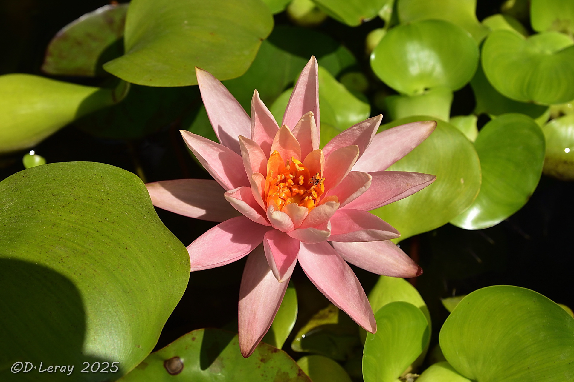 Jardins d'eau Carsac Aillac (24)-0