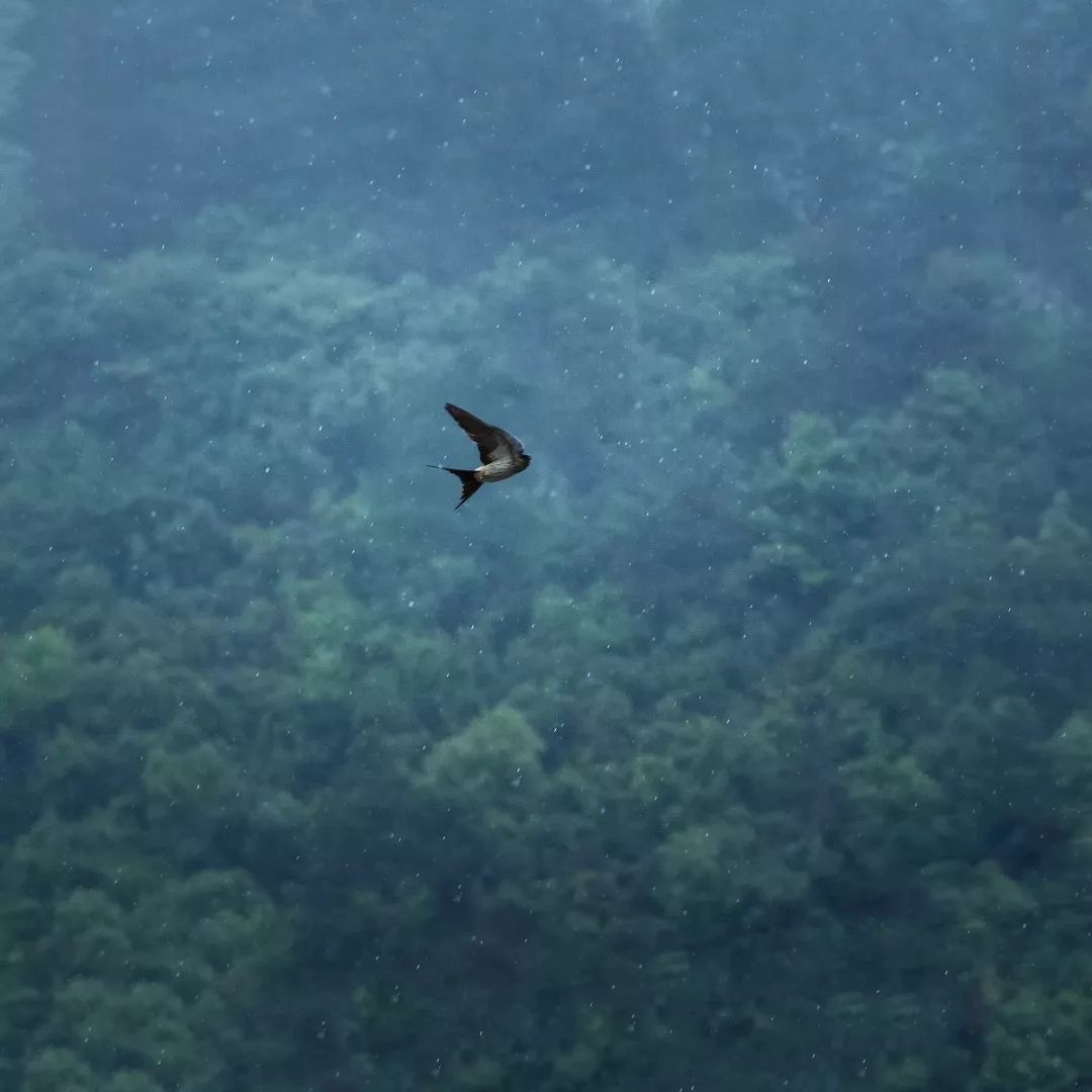 山居艺术 | 云间桃树,泉鸣林深-38