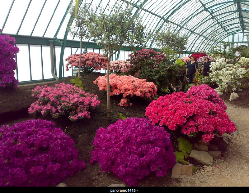Magiche serre reali di Laeken (Bruxelles) | theouterthebetter-38