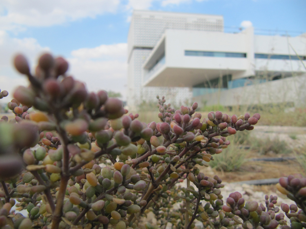 卡塔尔基金会总部·绿色生态的空中花园-7