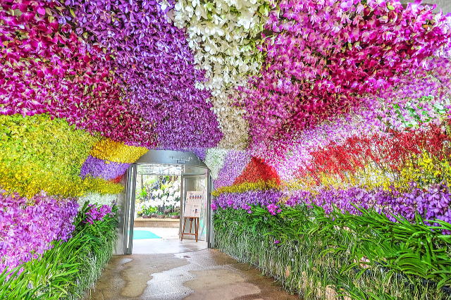 热带梦幻中心（海洋博公园内）丨日本冲绳-63