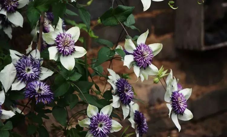 她花了4年，用月季，铁线莲，绣球把农村破败的小院打造成了花海，惊艳了时光-52