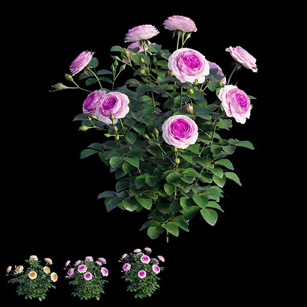 瑞典女王玫瑰-8