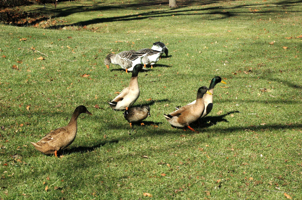 复古复兴 | 19 世纪 50 年代美国宾夕法尼亚州小威尼斯建筑群-138