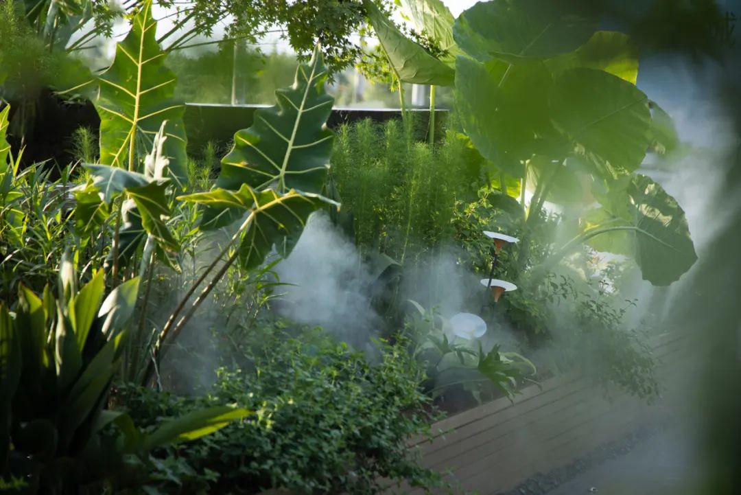 夏日雨林 | 成都德桦·御湖和境-62