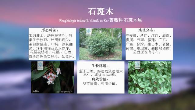 秋凌景观陪伴你学习的第3128天-43