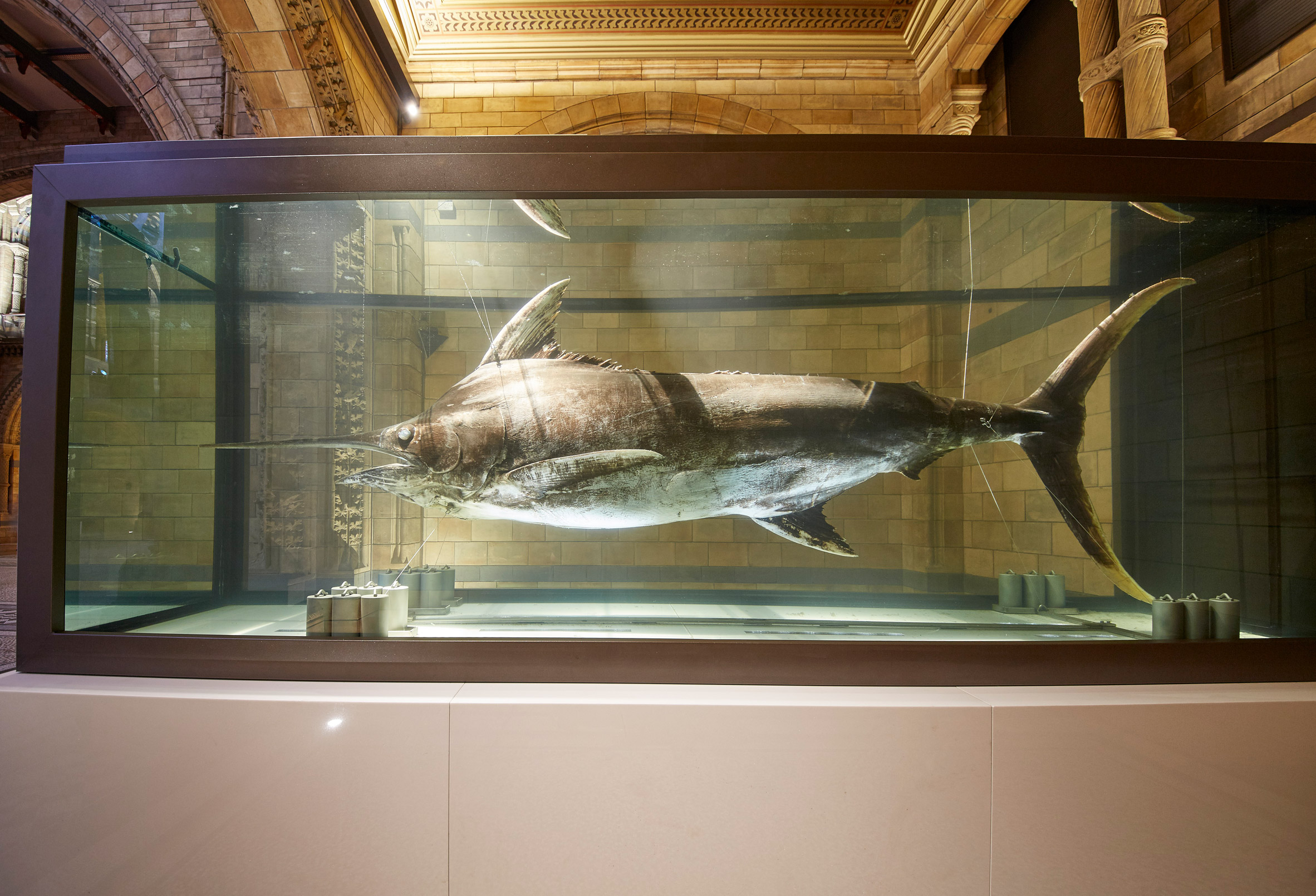 伦敦自然历史博物馆翻新升级,鲸鱼骨架成新焦点-14