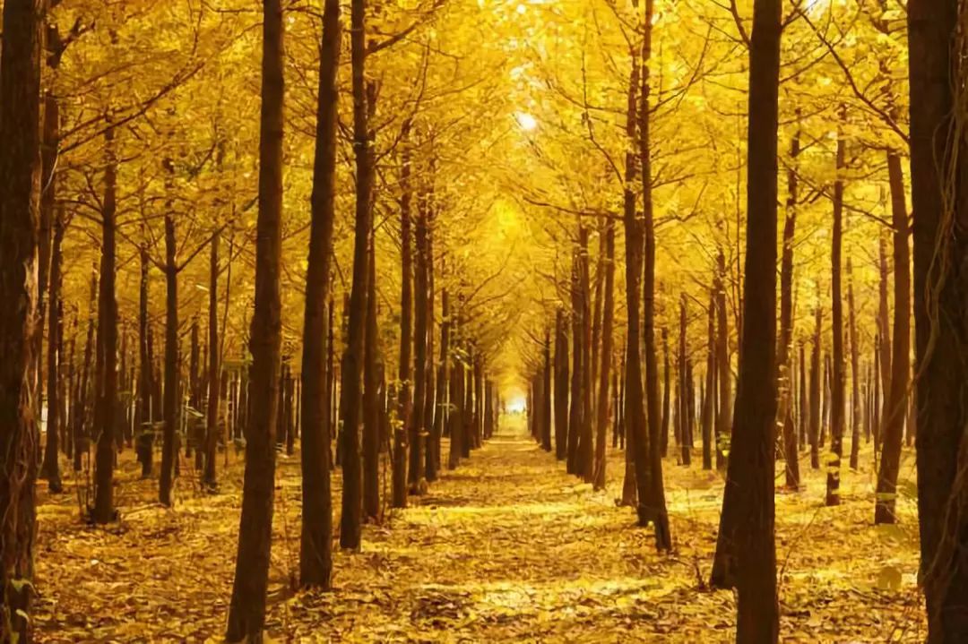 秋色斑斓 | 彩叶树种的园林设计之美-41