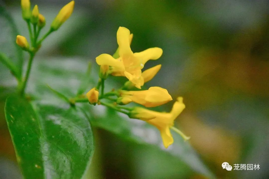 行走的茏腾人 | 深秋韶关的自然之美-70