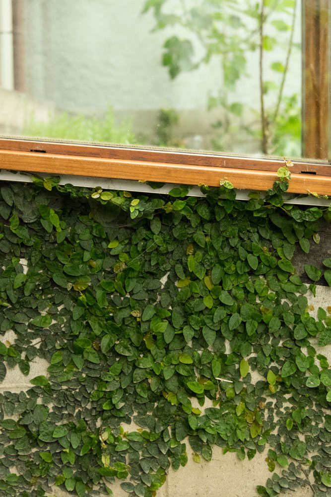 Argyle House 的有机庭院景观-29