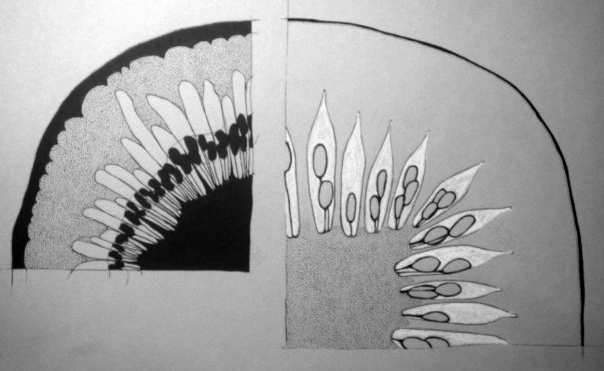 仿生分析·贾丝廷娜作品集丨justina(负责全流程)-11