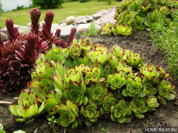 自制阿尔卑斯式假山（阿尔卑斯式花坛）-72