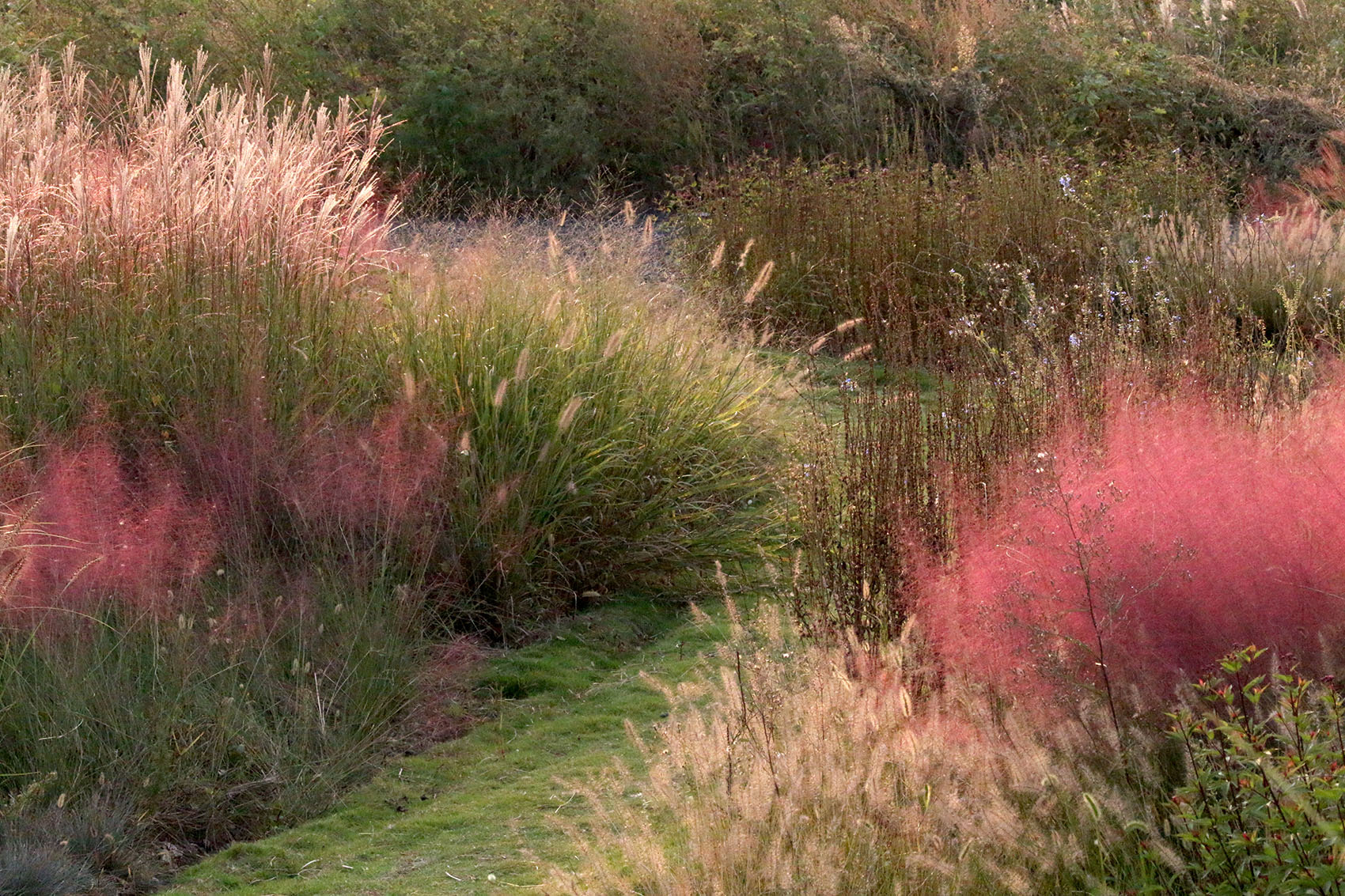 多岛海野草公园丨中国日照丨孔祥伟工作室-83