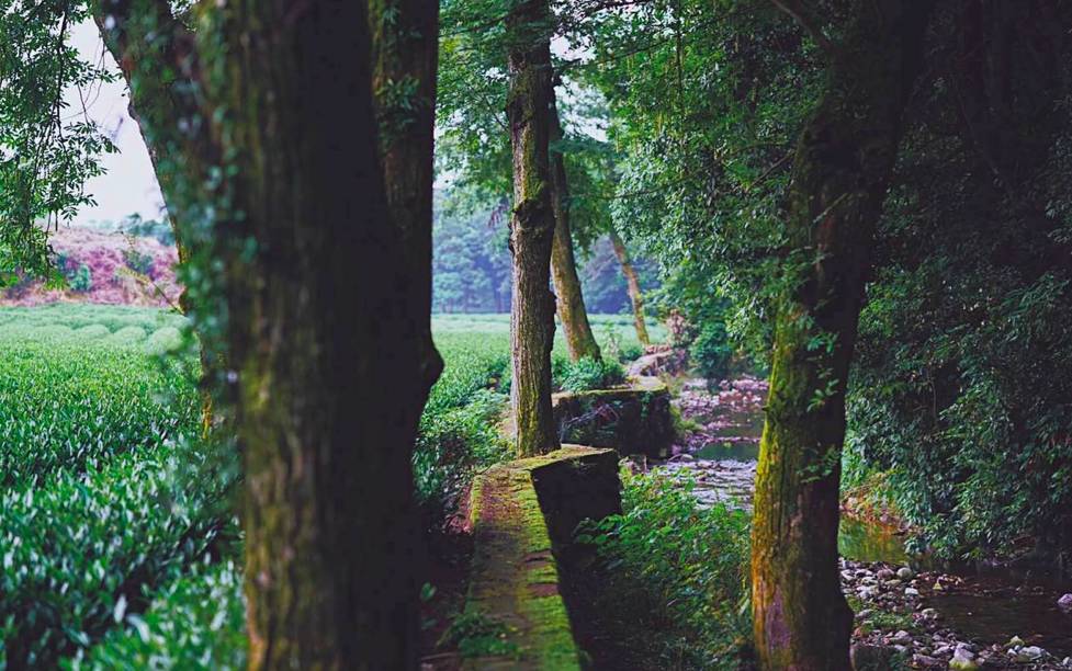 避暑｜就去杭州山中过“小森林”里的生活-61