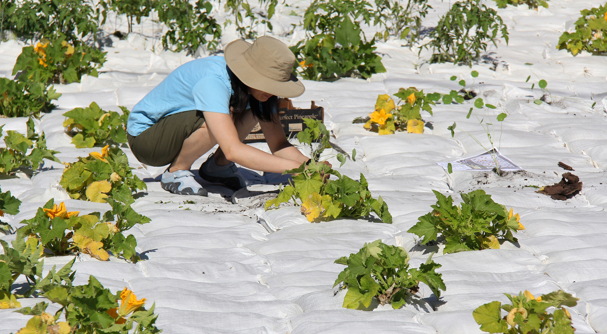 速溶花园丨加拿大温尼伯-0