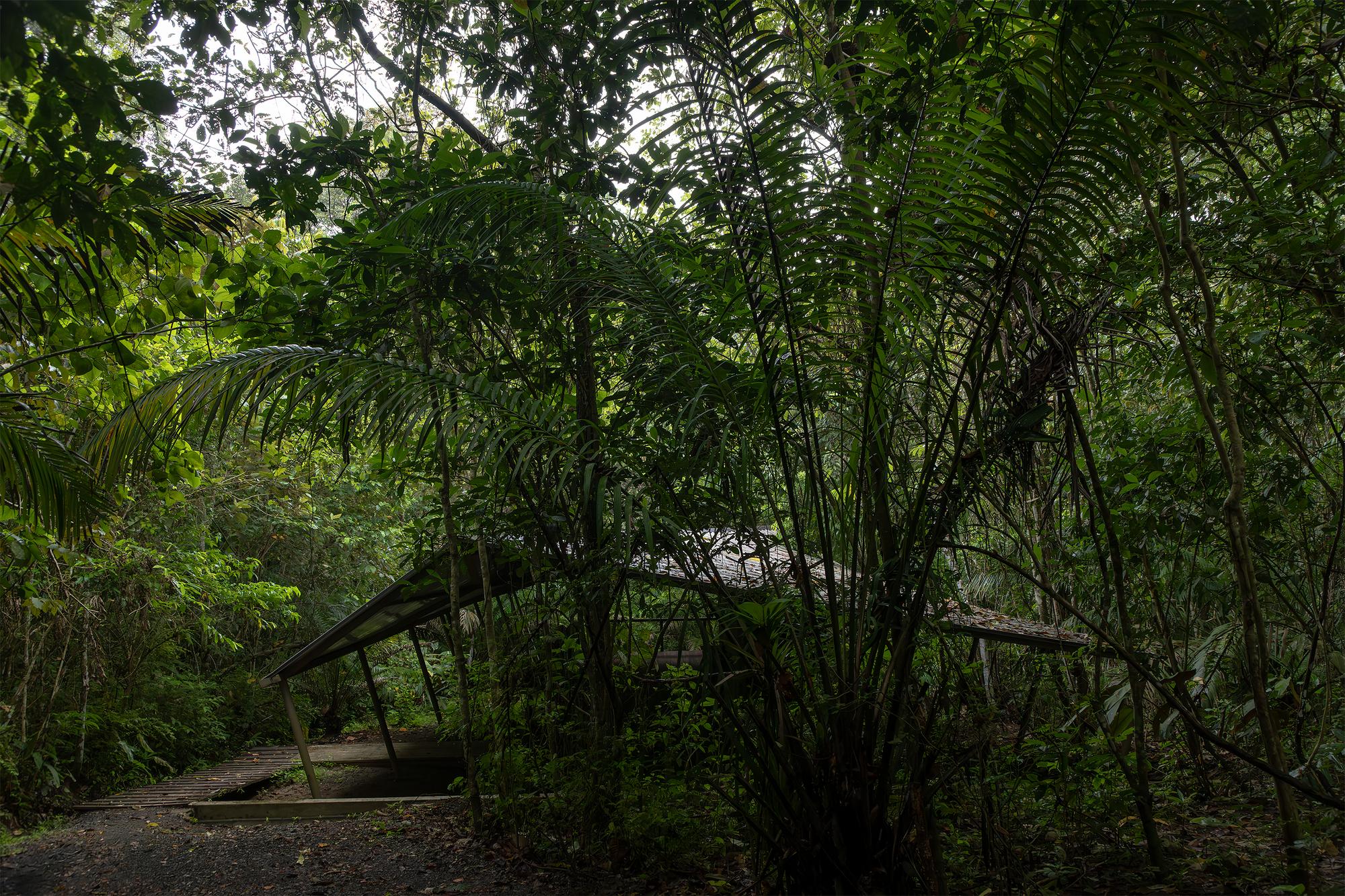 Refuge in the Rainforest - Tour Guide Training Center / Héctor Ayarza + Estudio Garúa-29