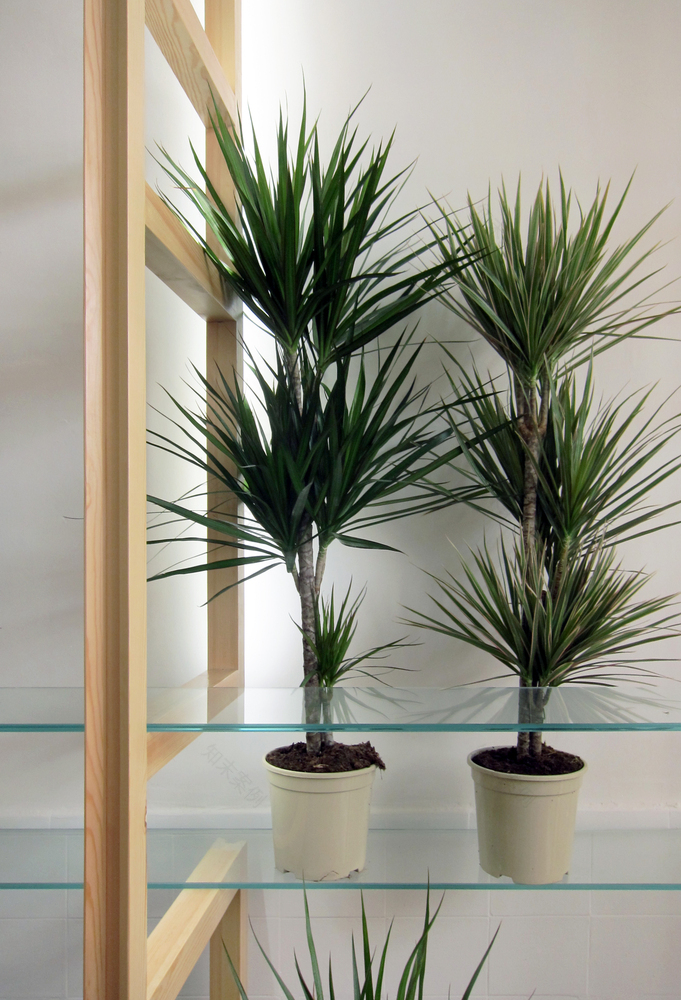 Orchids and Ladders SERRANO+BAQUERO Arquitectos-35