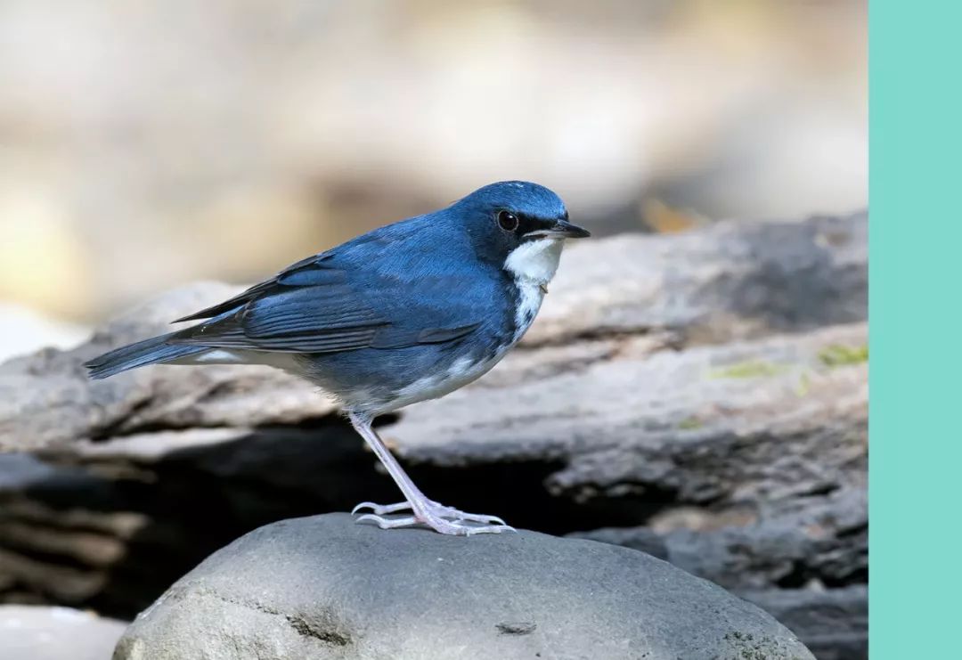 蒂芙尼蓝++ 山茶白，双色公寓演绎高品质生活-5