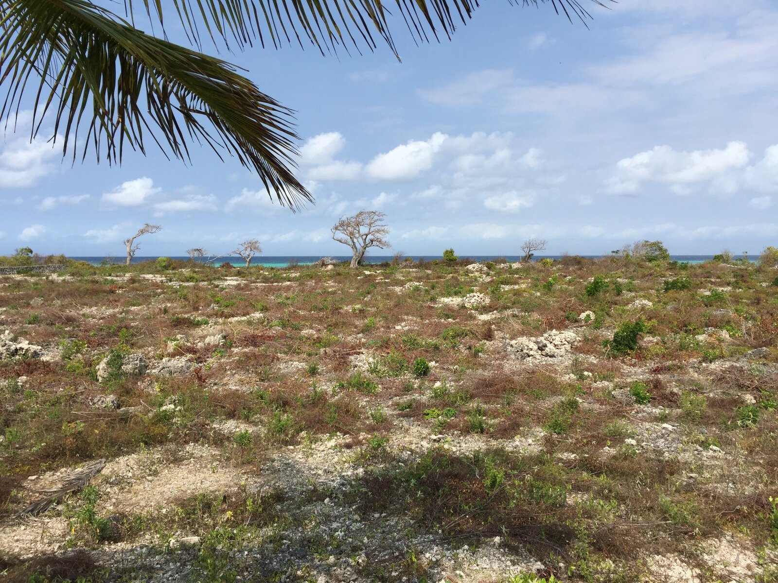 Kizikula酒店景观项目丨坦桑尼亚桑给巴尔丨Andy Hamilton,Case Design等-21