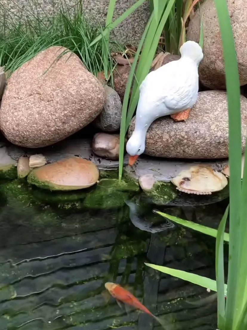 她花一万元，在院子里建了个“原生态鱼池”，太漂亮了！-8