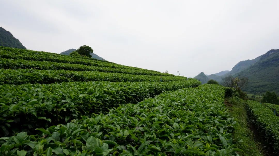 大地艺术探索 | 重建自然与生活的诗意-32