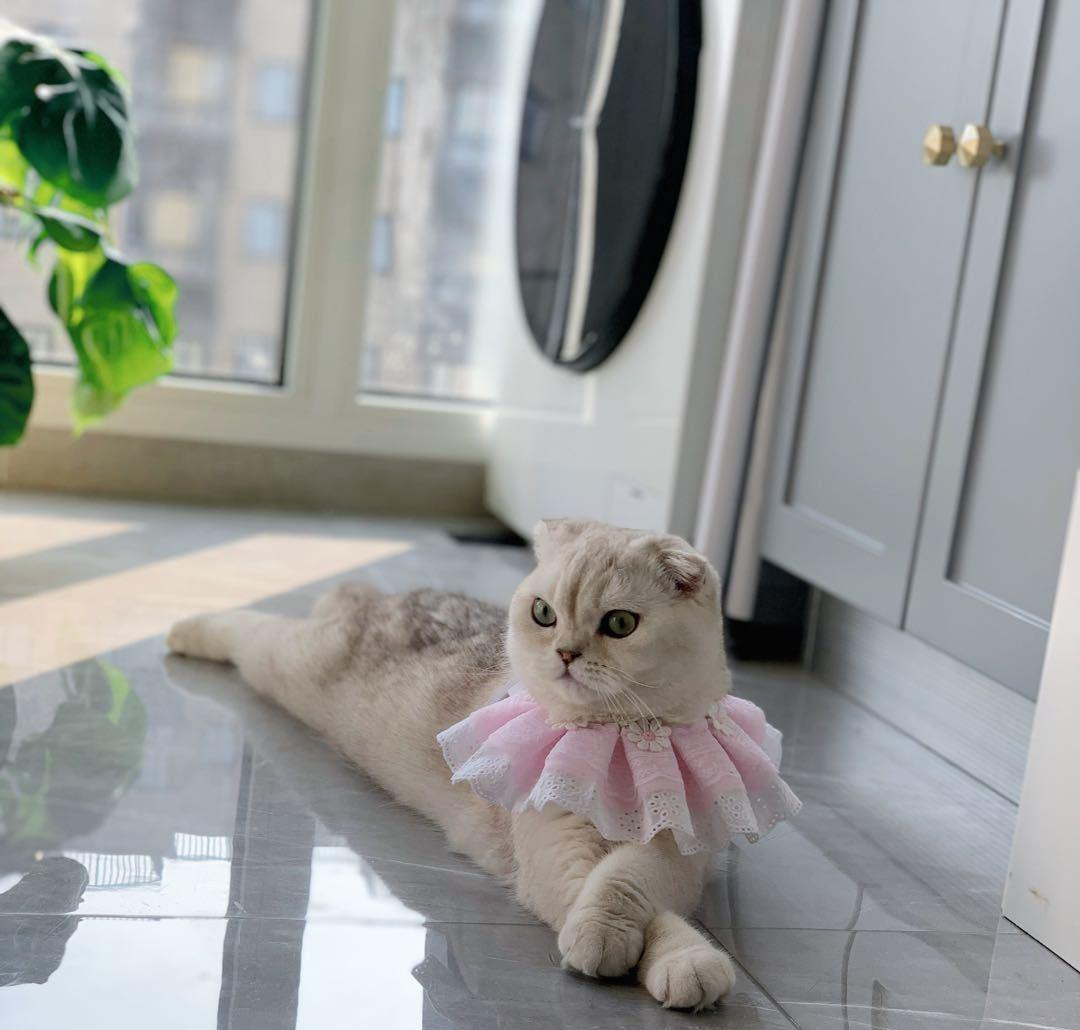 融合多种色彩的个性家居设计-78