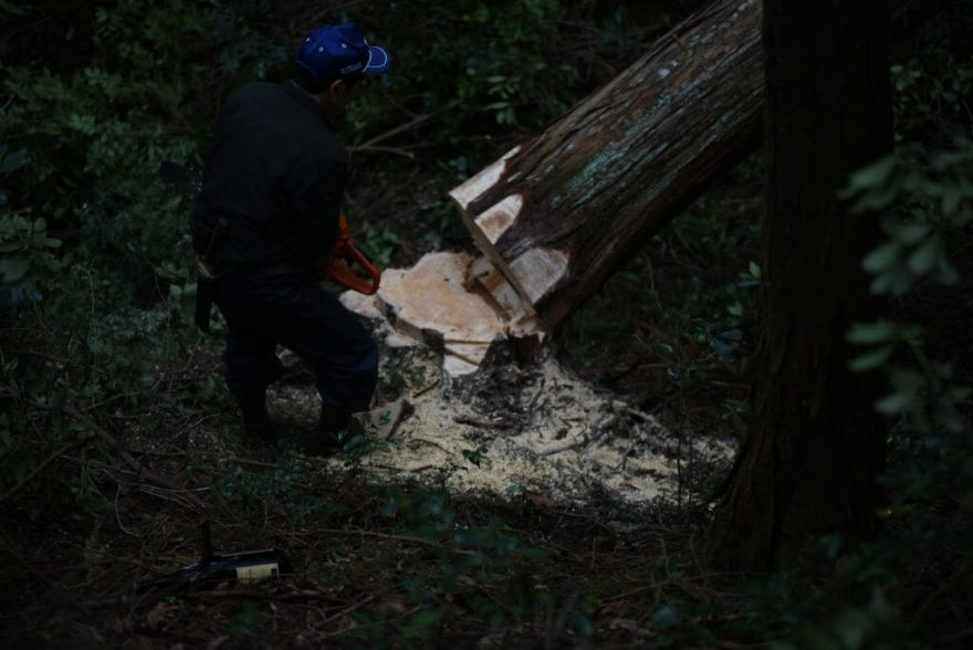 一宮の石場建て1 大黒柱伐採丨水野設計室-1