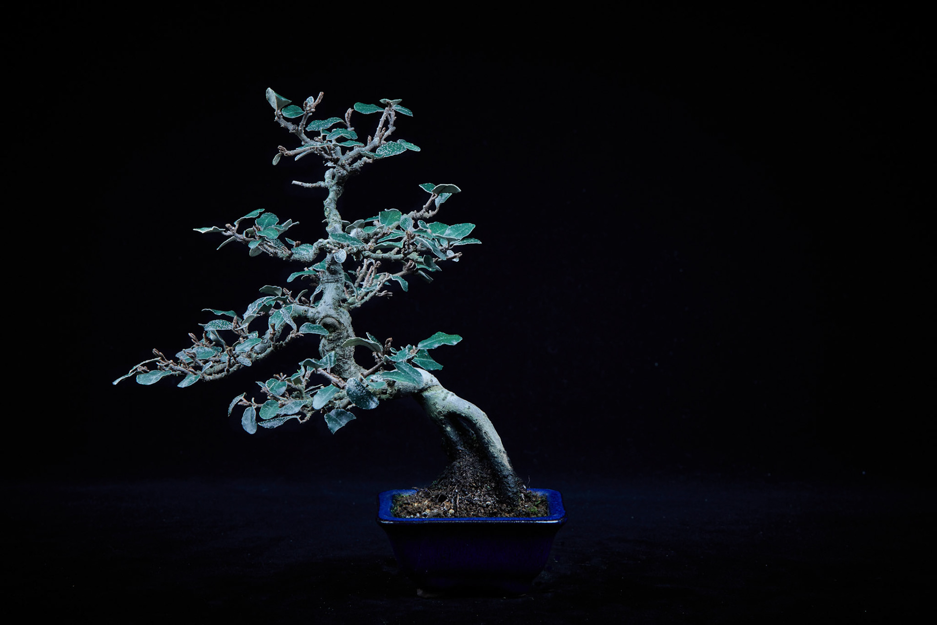 20~25公分小品盆栽-22