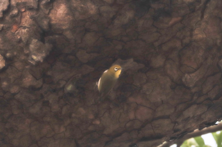 茏腾·探秘自然·鸟类涂鸦之旅-19