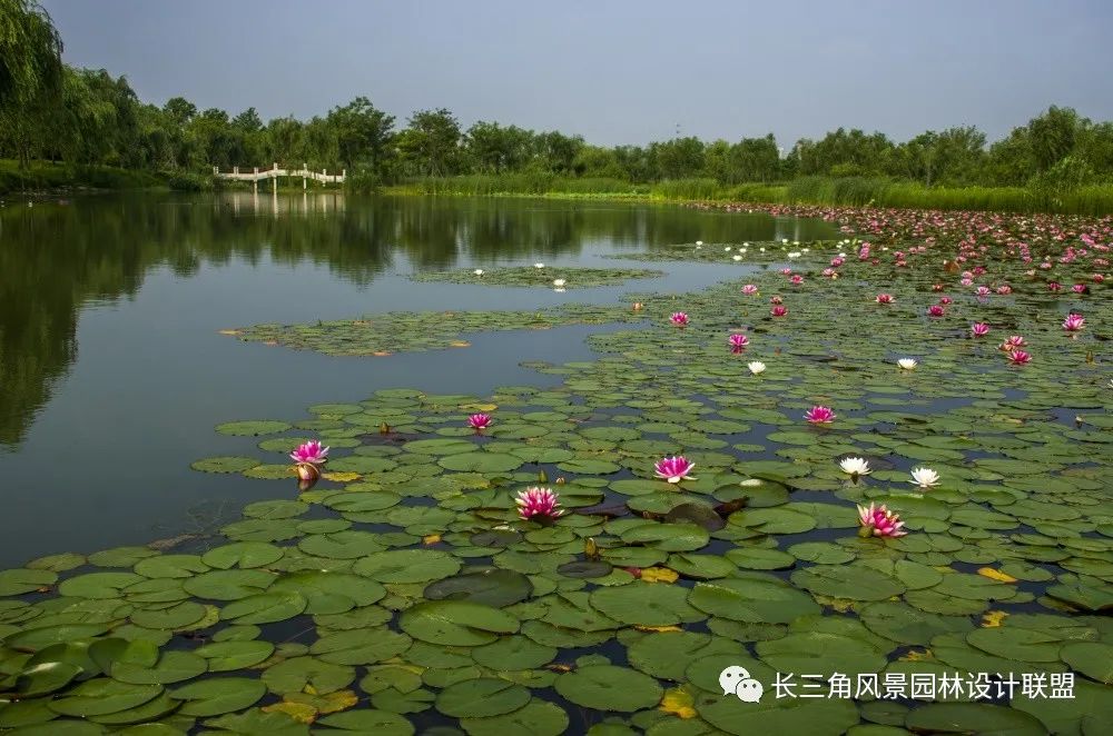 天堂的湿地,湿地的天堂-29