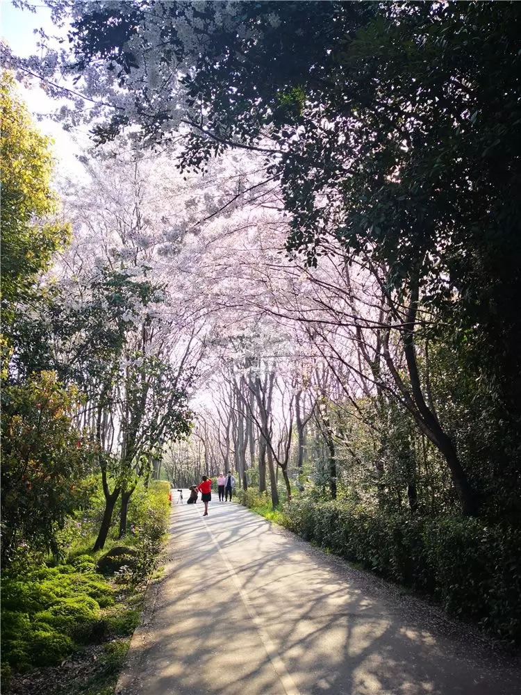 上海市宝山区城市绿色步道-65