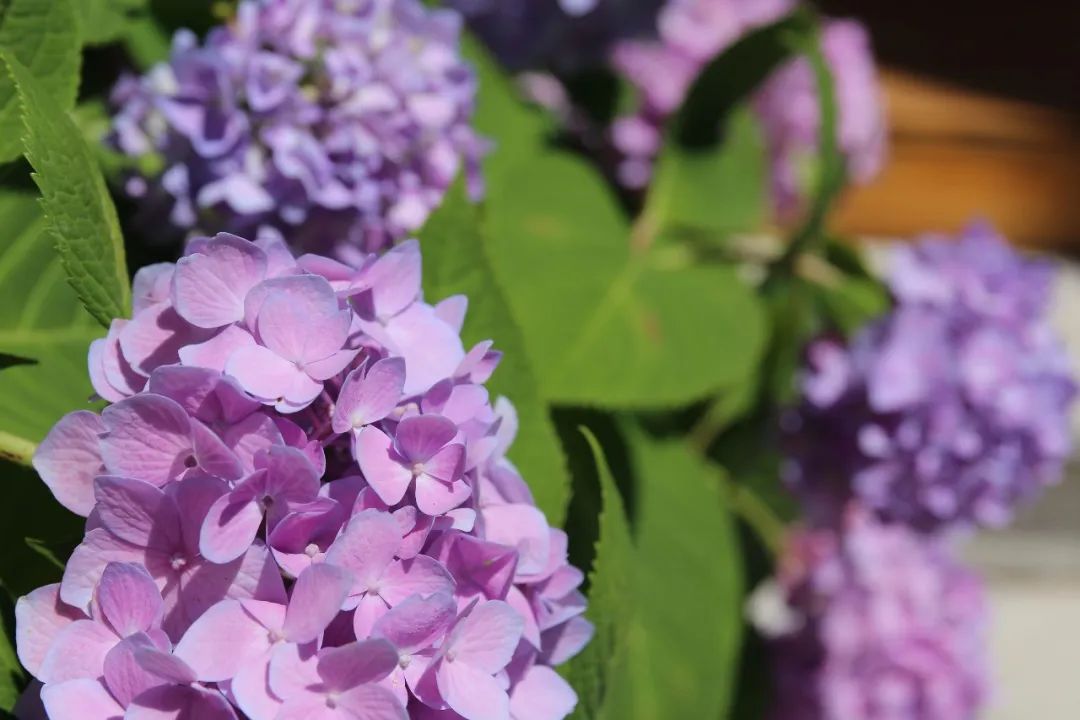 花园植物养护篇·绣球-88