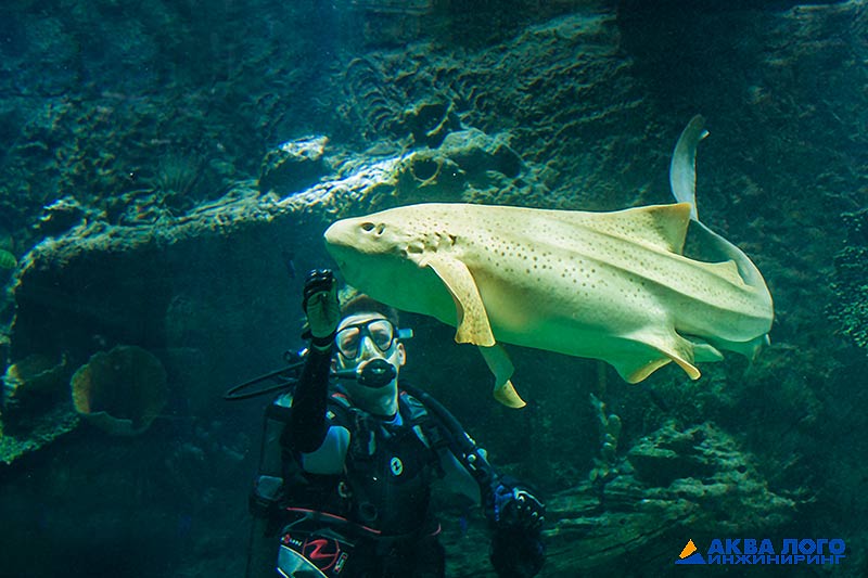 贝尔戈罗德大型海洋水族馆丨Аква Лого инжиниринг-28