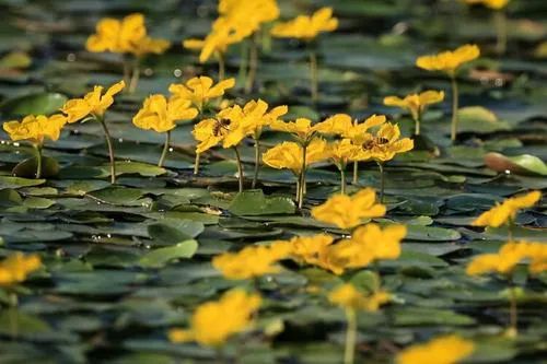 春天里的花海 · 适合种植的花草推荐-37