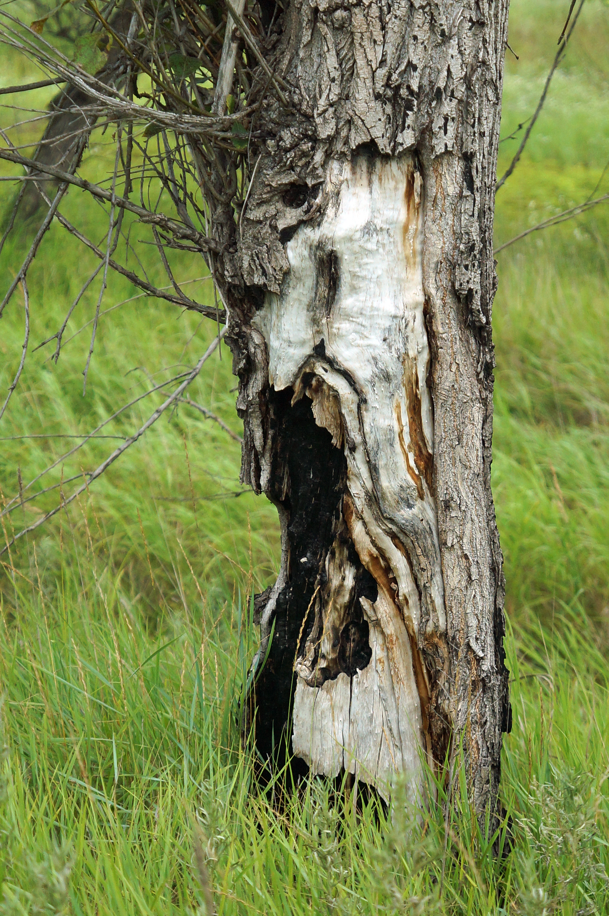 世界上的树木丨Sylvie D.-179