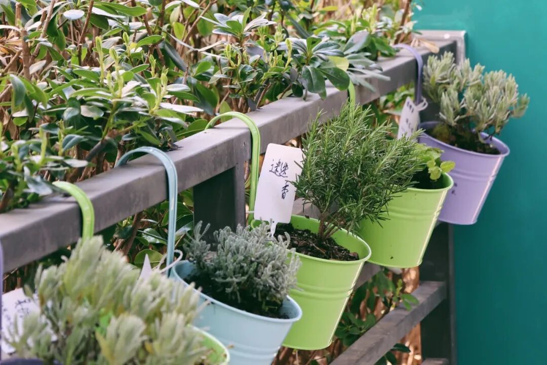 用植物疗愈时光，以设计重塑银龄价值｜春日系列工作坊回顾-61