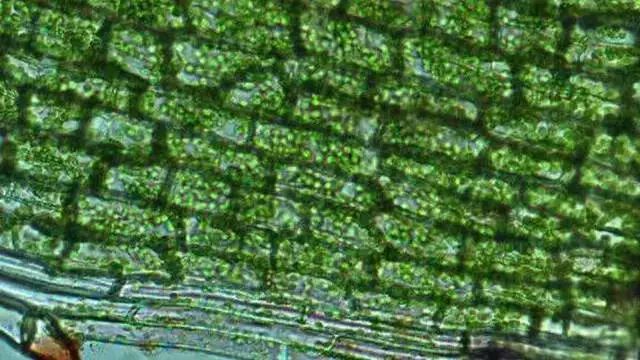 《Science》公布的 125 个最具挑战性的科学问题，你感兴趣的是哪个？-208