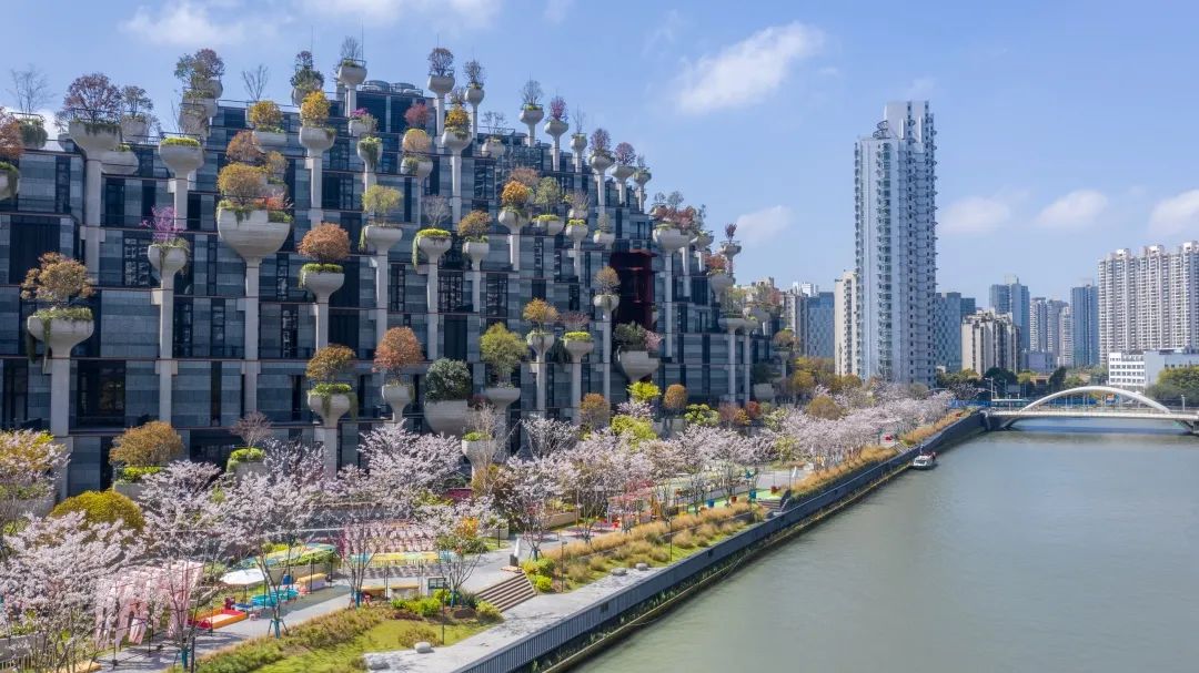 魔都五大赏樱胜地丨中国上海-9