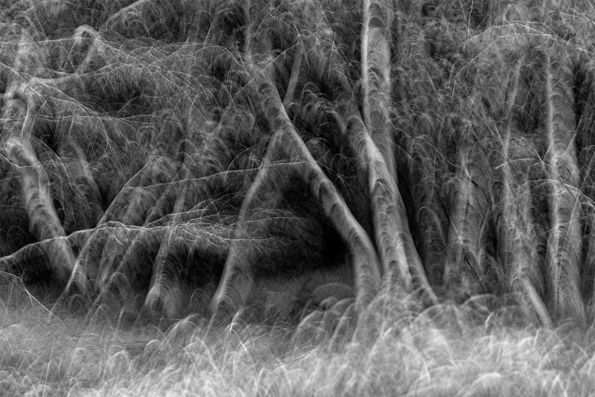 世界上的树木丨Sylvie D.-61