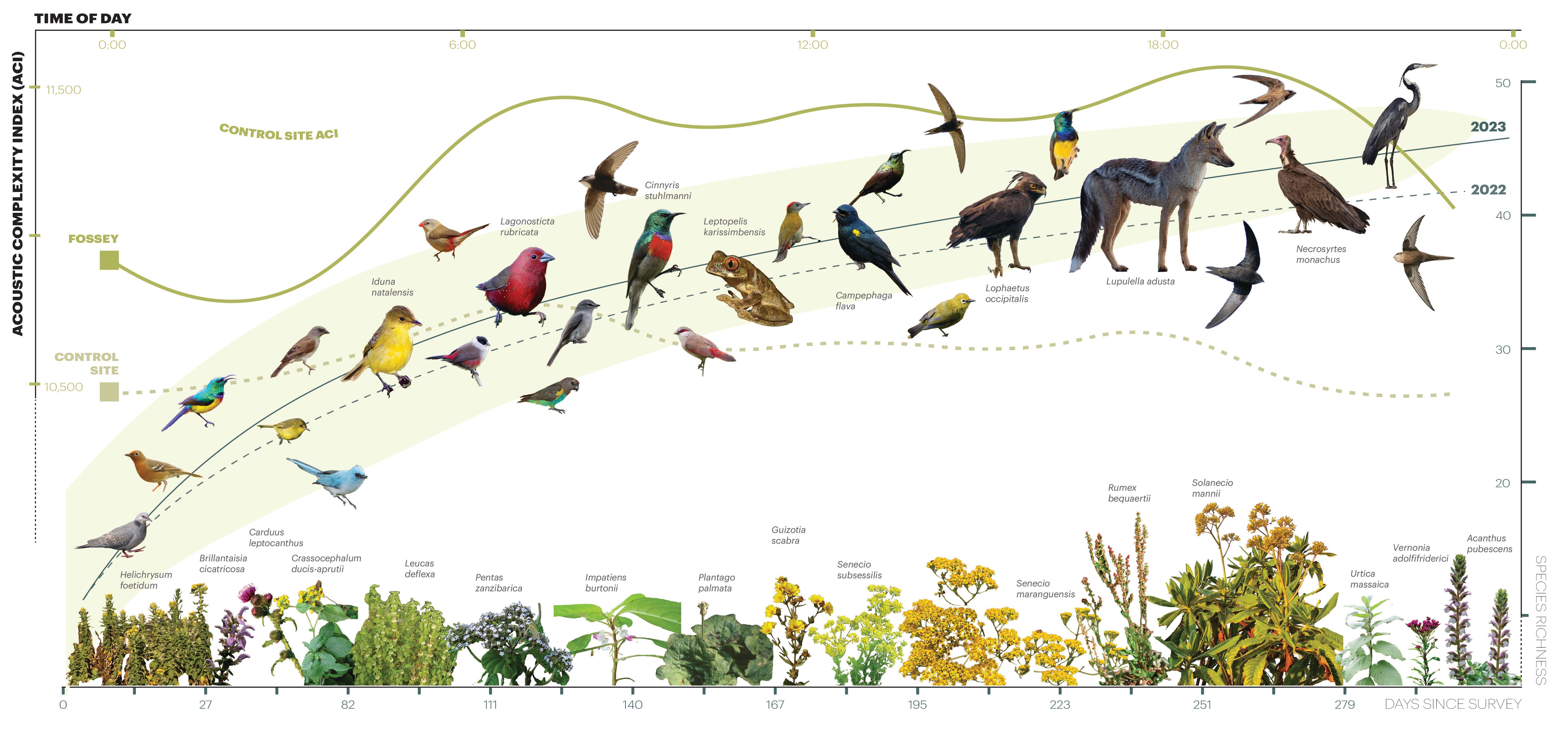 The Ellen DeGeneres Campus of the Dian Fossey Gorilla Fund | MASS Design Group-66