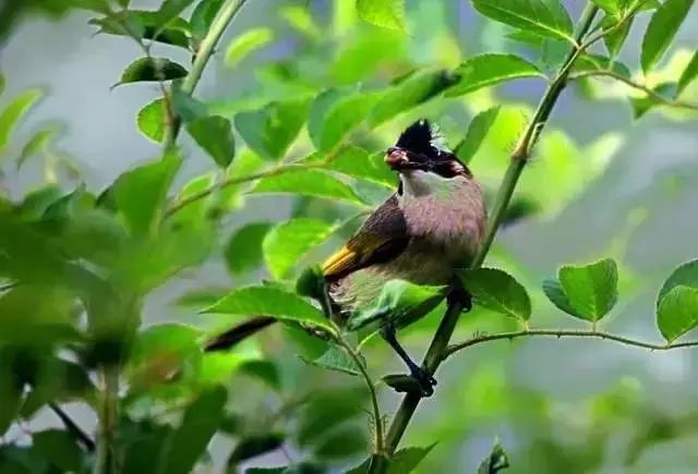 文艺大叔租下8亩林场，花16年种花养草，如今惊艳世人，连美国杂志都给他点赞-97