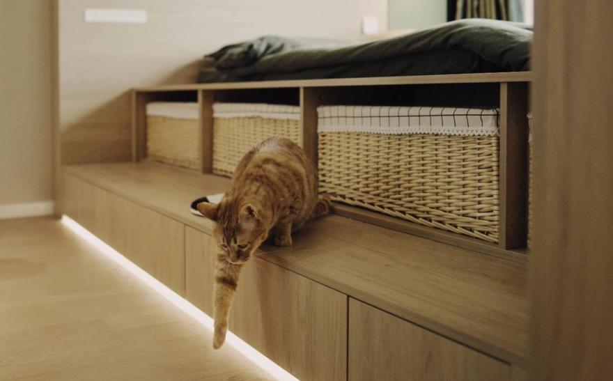 喵星人的温馨家园丨中国重庆丨不详-99