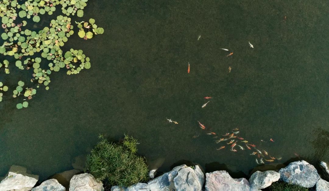 家有院子，何必远方 | 泰禾•红树湾院子-88