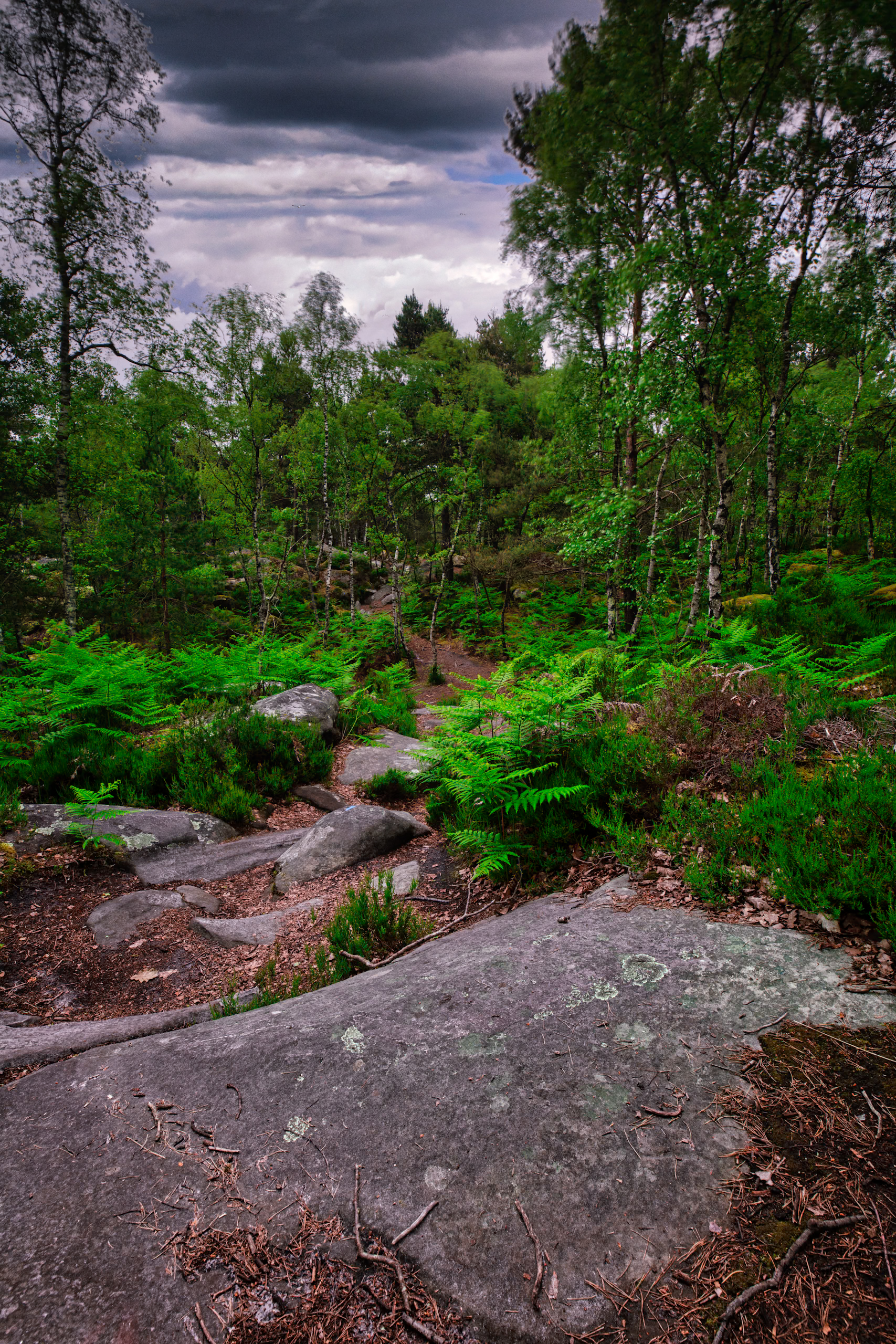 世界上的树木丨Sylvie D.-75
