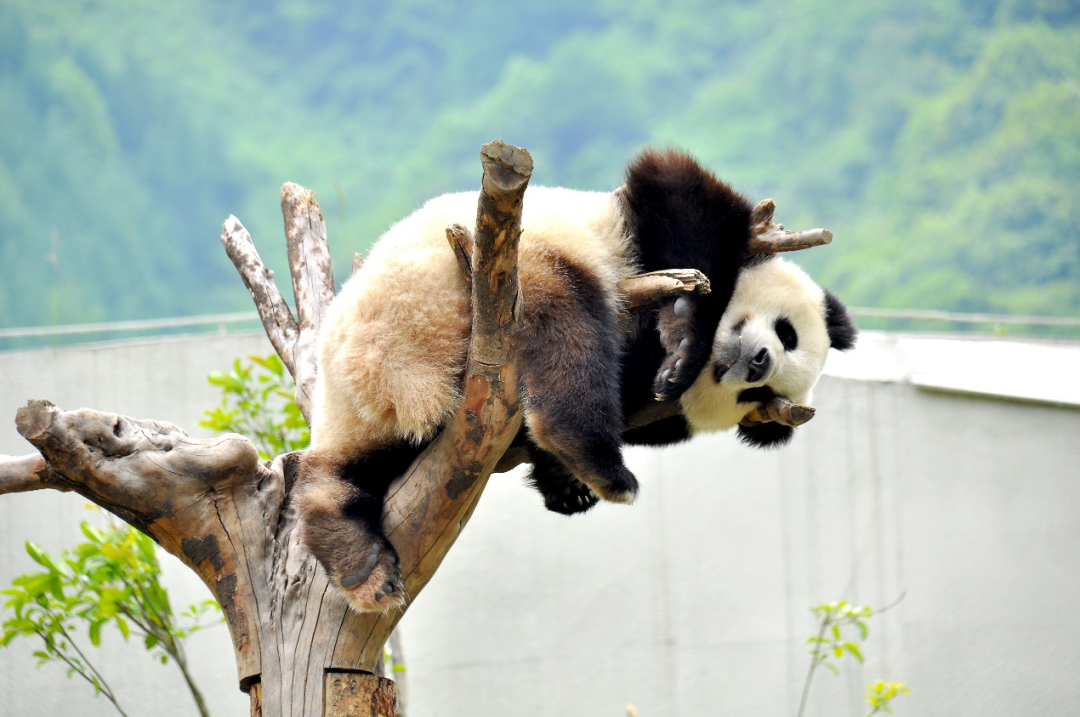 四川卧龙大熊猫自然保护区总体规划 | 让大熊猫回家的设计之路-11