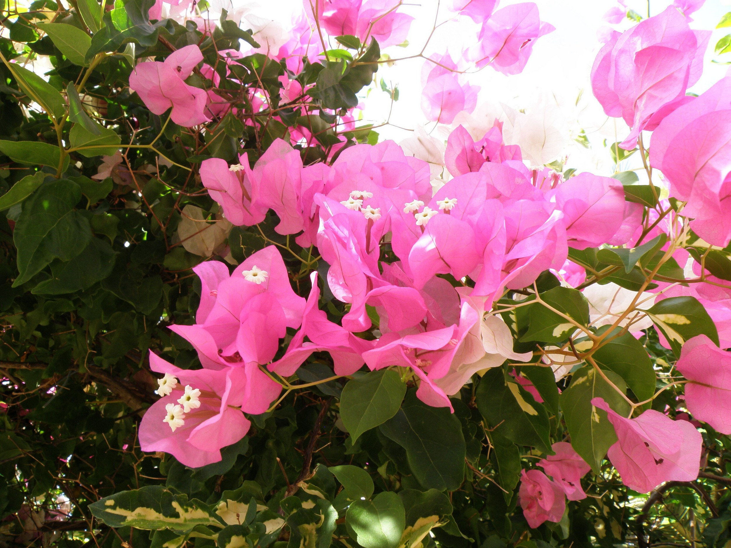 卡尔雷耶特酒店-27